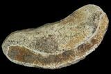 Hadrosaur Finger Bone - Alberta (Disposition #-) #95168-1